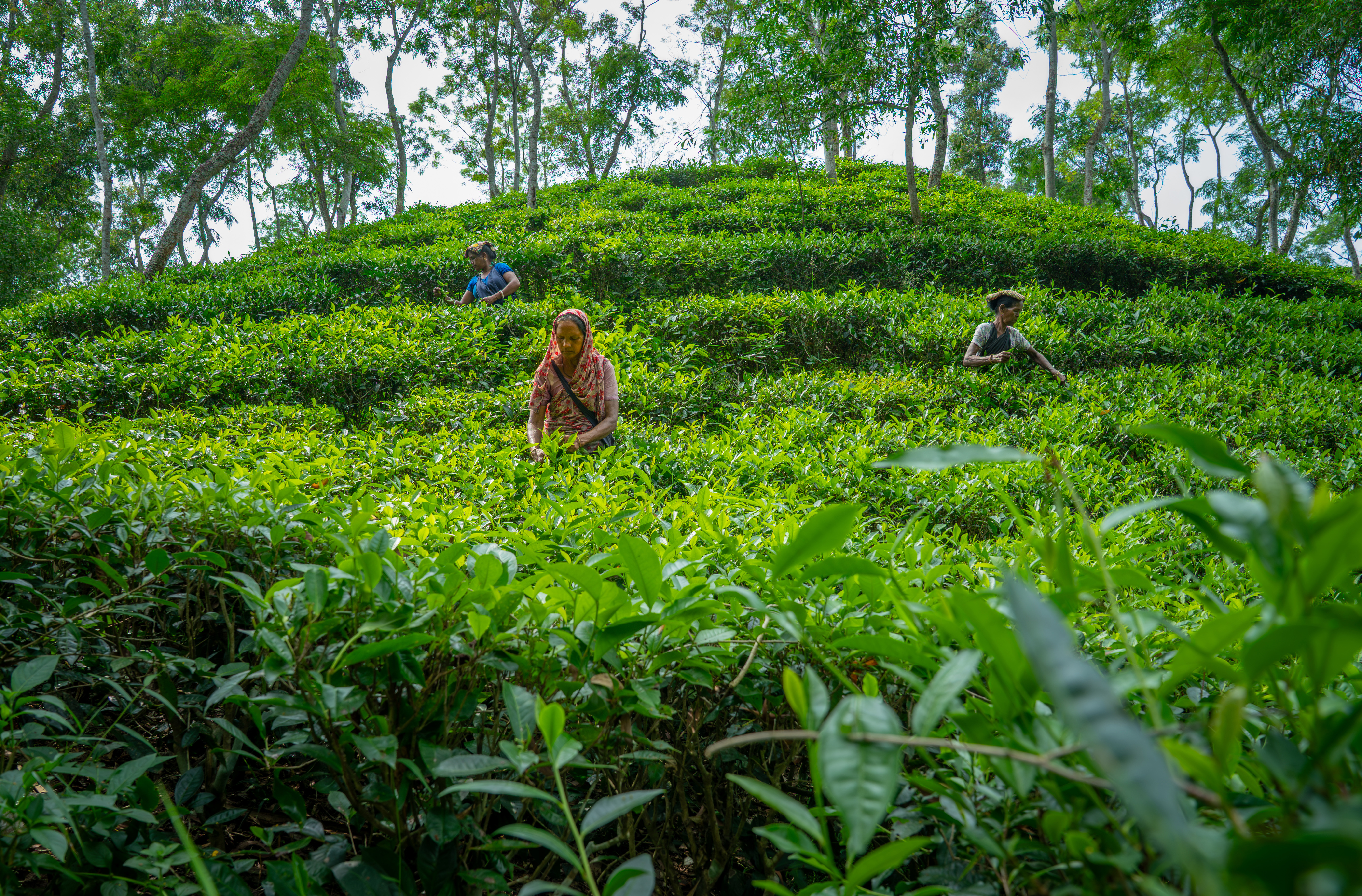 Justice in the Tea Gardens: Hoping for a better future - Success Story